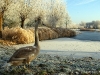 Winterwonderland-14